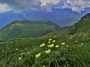 Spettacolo di fiori e marmotte sui sentieri per i Laghetti di Ponteranica–9giu23- FOTOGALLERY